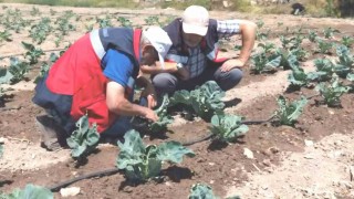 Kütahyada karnabahar ve çörekotu üretimi denetlendi