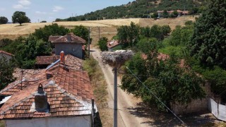Kütahyada leylekler bu köyün maskotu oldu