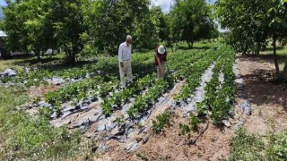 Kütahyada nohut ve barbunya demonstrasyon alanlarında inceleme