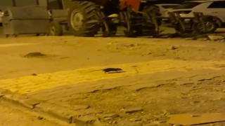 Lağım fareleri korkutuyor