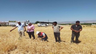 Malatya'da 500 ton nohut rekoltesi bekleniyor