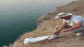 Malatyada oltaya balık yerine martı takıldı