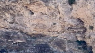 Malatyada yaban keçileri sürü halinde görüntülendi