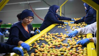 Malatyada yaş kayısı ihracatı başladı
