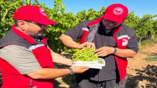 Manisa bağlarında hasat öncesi rekolte saha çalışmaları başladı