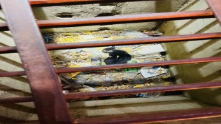 Mazgala düşen yavru kediyi itfaiye kurtardı