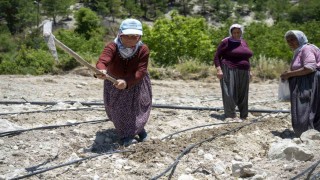 Mersinde atalık Leklek fasulyesi yeniden toprakla buluştu