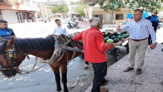 Mersin'de bitkin düşen at yeni yuvasına kavuştu