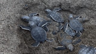 Mersinde sezonun ilk deniz kaplumbağası yavruları Akdenize ulaştı