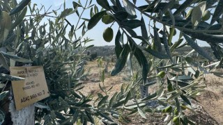 Milasta bilimsel yöntemlerle taşınan zeytin ağaçları, bir yıl dolmadan yeniden meyve vermeye başladı