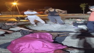 Minibüsün çarptığı başıboş at Haybulans ile tedaviye alındı