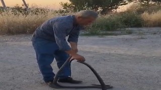 Muhtar, evlere giren yılanları eliyle yakalayıp doğaya bırakıyor