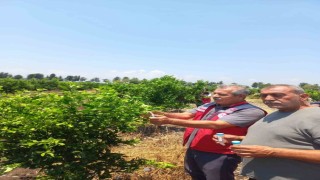 Narenciye bahçelerinde faydalı böcek salımı yapıldı