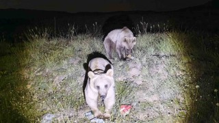 Nemrut Kalderasının simgesi ayılar yeniden ortaya çıktı