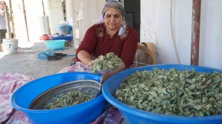 Nesillerin ikinci kez tanıklık ettiği kudret helvası bolluğu yöre halkını sevince boğdu: Bu Allahın nimeti, Mezopotamyanın eşsiz hazinesi