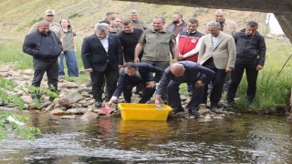 Orduda 35 bin doğal alabalık dereye bırakıldı