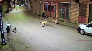 Orduda küçük çocuk sokak köpeklerinin saldırısına uğradı