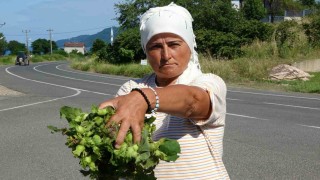 Orduda taze fındık tezgahlarda: Kilosu 200 lira