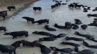 ORKÖY destekleriyle Kütahyada 64 aileye manda yetiştiriciliği desteği