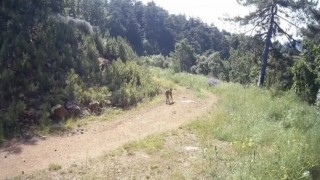 Ormanın hayaleti vaşak Çankırıda görüntülendi