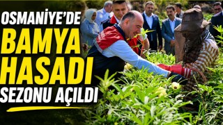 Osmaniye'de Bamya Hasadı Sezonu Açıldı