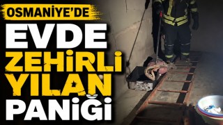 Osmaniye'de Evde Zehirli Yılan Paniği