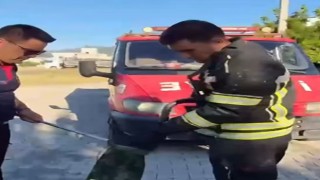 Osmaniye'de Evin Avlusunda Görülen Kara Yılan İtfaiye Ekiplerince Yakalandı