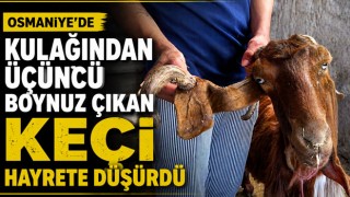 Osmaniye'de Kulağından Üçüncü Boynuz Çıkan Keçi Hayrete Düşürdü
