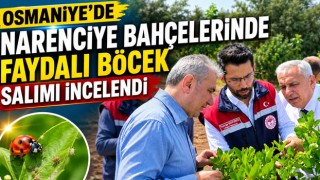 Osmaniye'de Narenciye Bahçelerinde Faydalı Böcek Salımı İncelendi