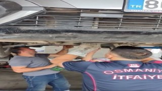 Osmaniyede otomobilin motoruna sıkışan yavru kedi kurtarıldı