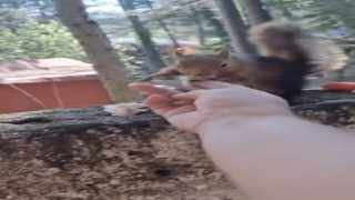 Osmaniye'de vatandaşın eliyle beslediği sincap ilgi odağı oldu