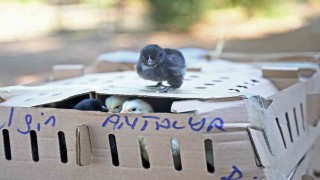 Otobüsle Bursadan Antalyaya karton koliler ile 700 civciv gönderdiler