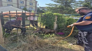 Parmaklıklara sıkışan köpek kurtarıldı