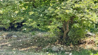 Polenler köyü beyaz örtüyle kapladı
