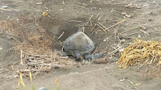 Popülasyonu artıyor: Caretta carettaların yuvalaması geç başladı, yoğun sürüyor