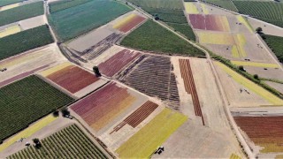 Rekolte arttı, gözler TMOnun açıklayacağı fiyatta