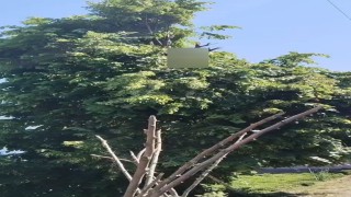 Rize'de ıhlamur toplarken elektrik akımına kapılan vatandaş hayatını kaybetti
