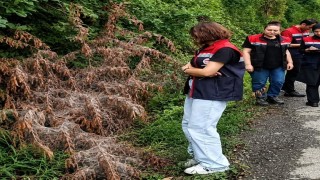 Rizede tarım alanlarını istila eden Amerikan Beyaz Kelebeği için mücadele başladı