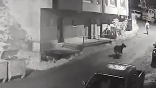 Rizede vatandaşı ayı kovaladı, o anlar kameraya yansıdı