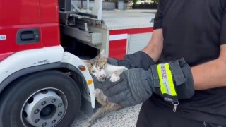 Saatlerce ağaçta bekledi, duyarlı vatandaşın çağrısıyla kurtarıldı