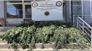 Samsun'da uyuşturucu operasyonu: Hasat edilmeye hazır 782 kök kenevir ele geçirildi
