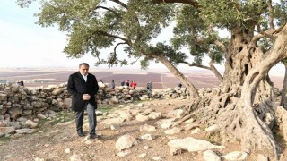 Şanlıurfada 1314 yıllık zeytin ağacının çevre düzenlemesi yapılıyor