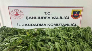 Şanlıurfada 35 kök kenevir ele geçirildi: 1 gözaltı