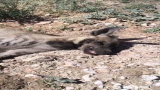 Şanlıurfada nesli tehdit altındaki çizgili sırtlan ölü bulundu