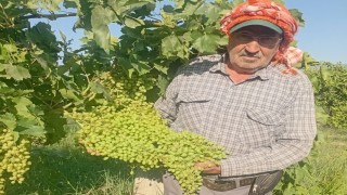 Sarıgölde dev salkımlar ihracat yolunda
