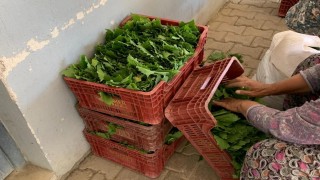 Sarıgölde yaprak fiyatları 35-40 TLye geriledi