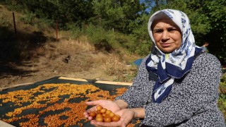 Satılamayan kirazlar kurutularak kışlık çereze dönüştürülüyor