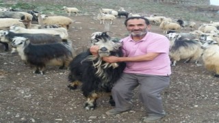 Şavşat Deresinde kaybolan babanın cansız bedenine ulaşıldı
