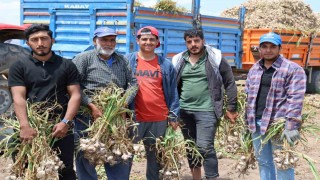 Sevdiğiyle evlenmek için tarlada başlık parasına çalışıyor