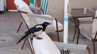 Sevimli saksağan Tekirdağlıların maskotu haline geldi